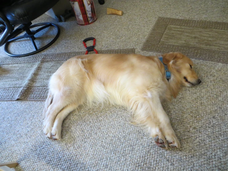 a light colored dog lies on the carpet of a house