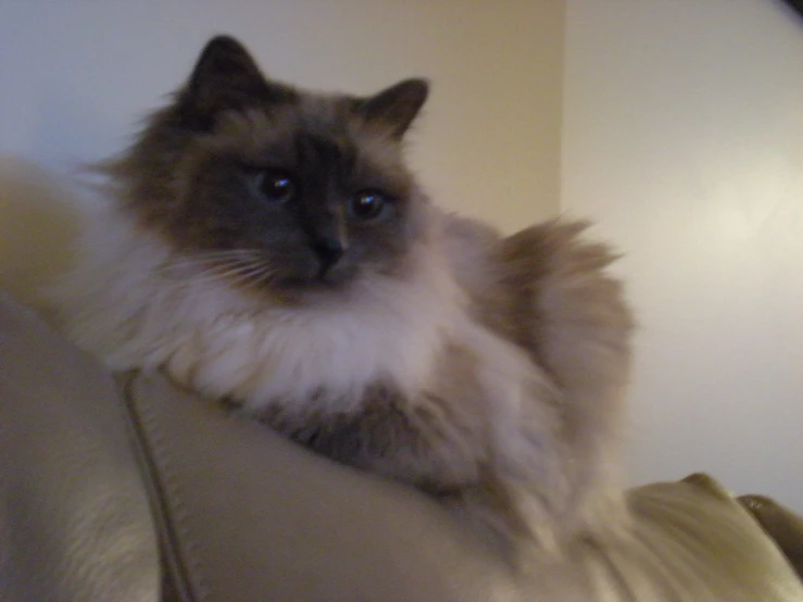 a cat sits on the arm of the couch