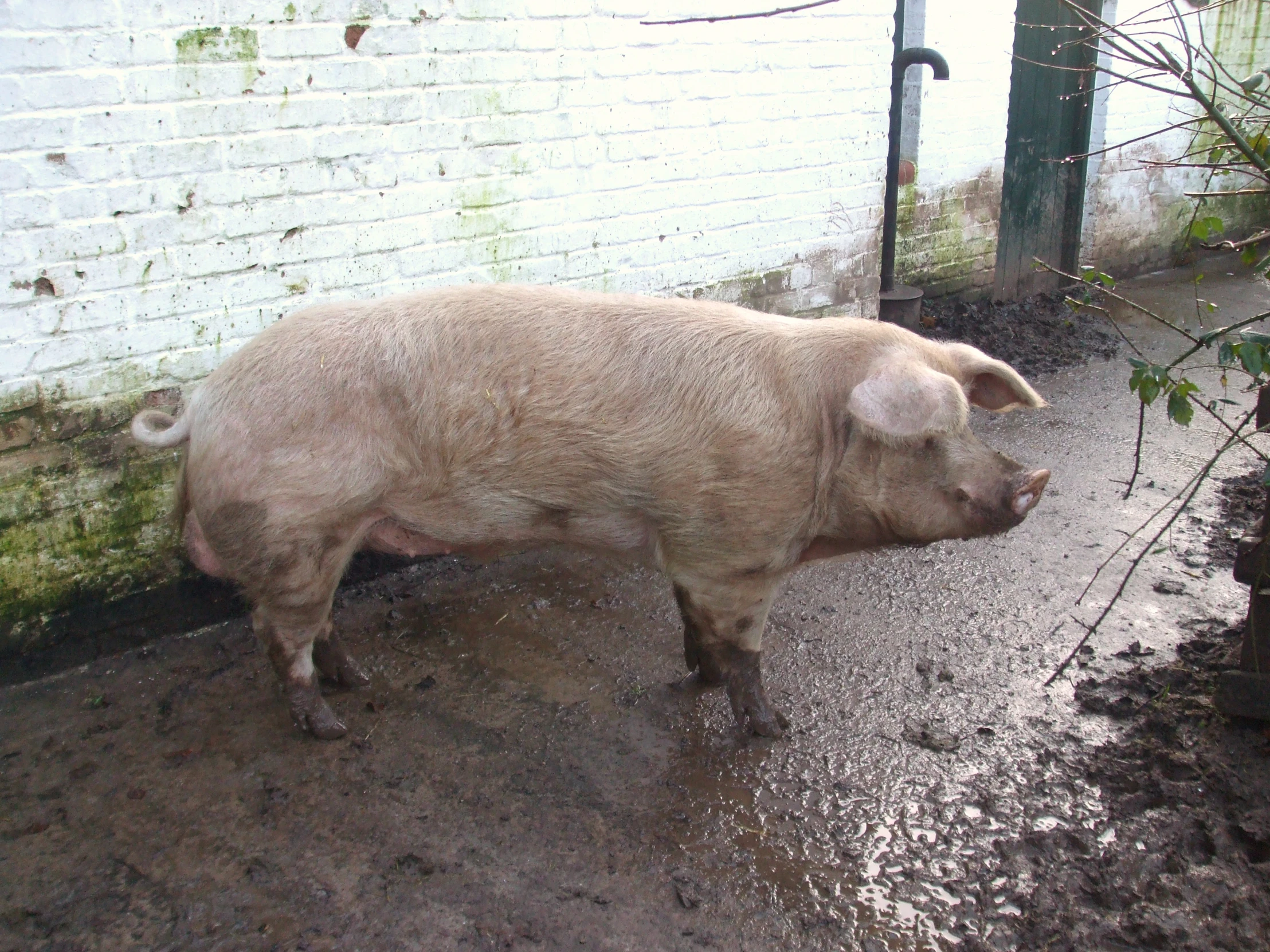 a big pig is walking down the muddy road