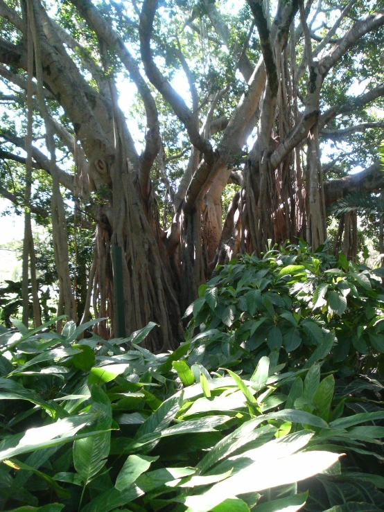 a view of a tree with very tall leaves in the foreground