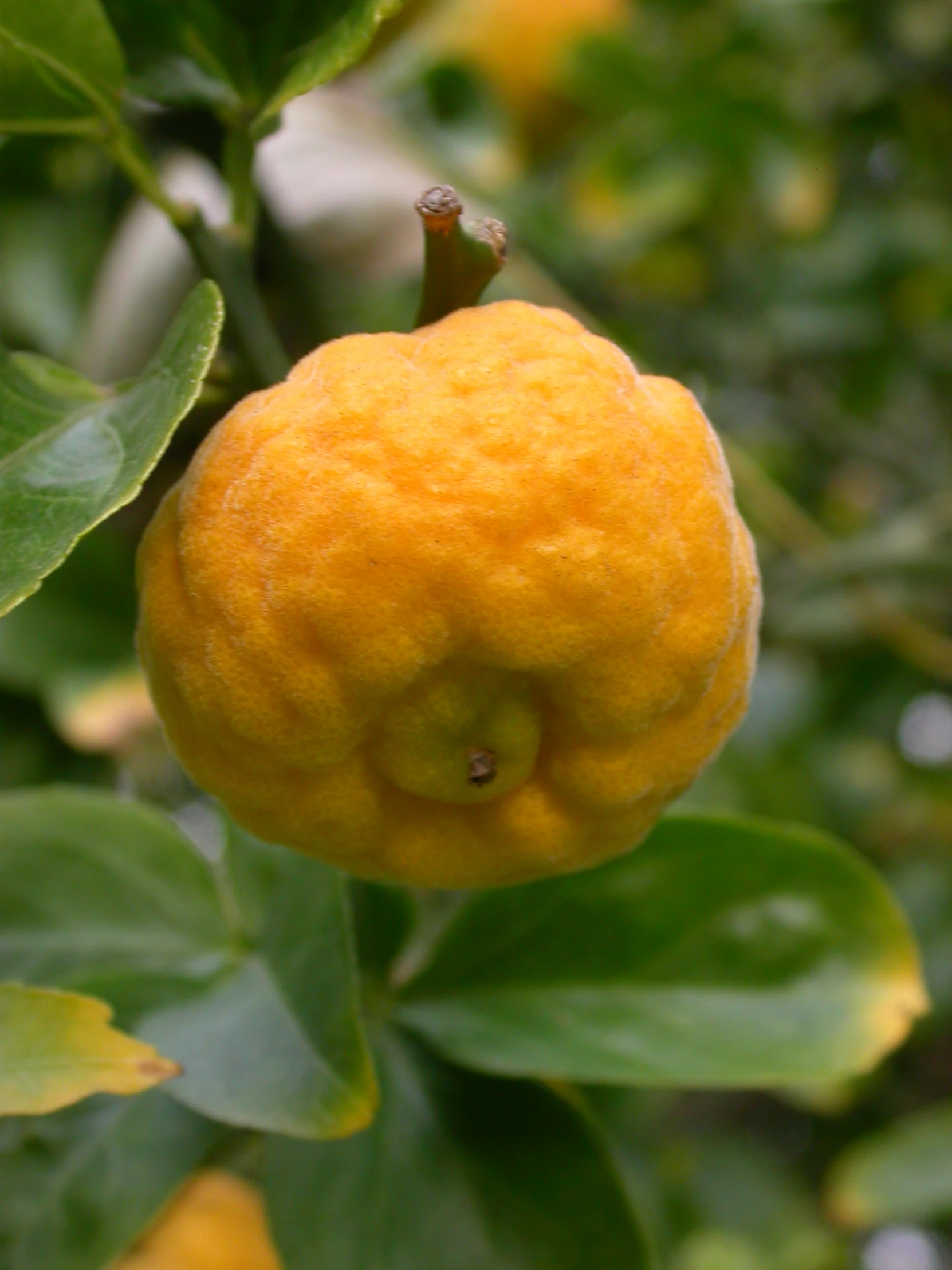 a close up of an orange that is on a tree