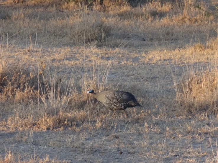 a small bird is standing in the middle of tall brown grass