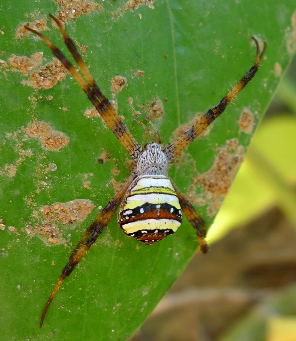 a large spider with two different stripes on it's back