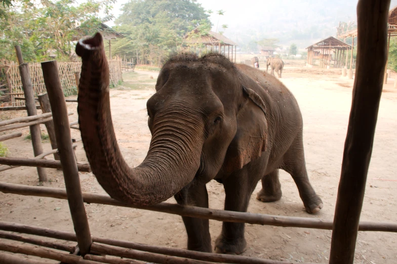 an elephant standing by a fence at the zoo