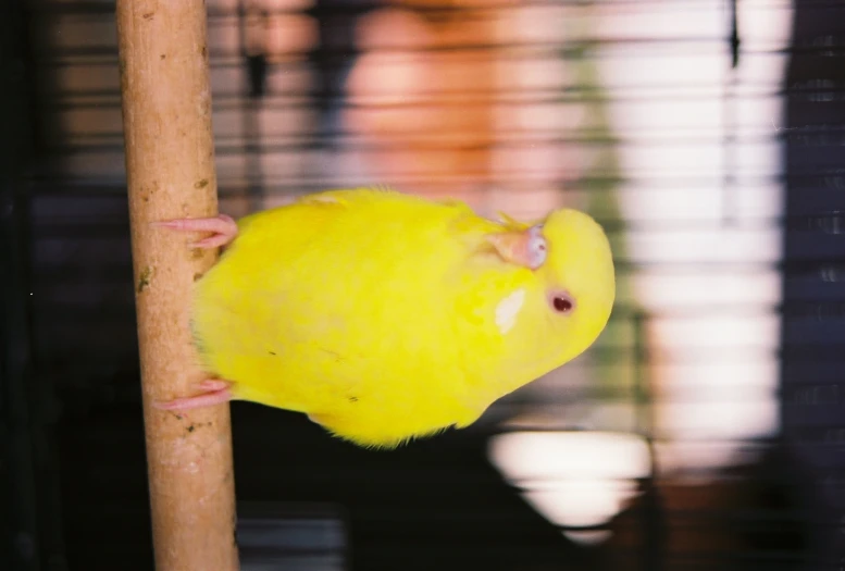 a yellow bird is hanging upside down from the tree