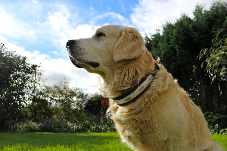 a golden lador retriever sits in a field, and looks at the sky