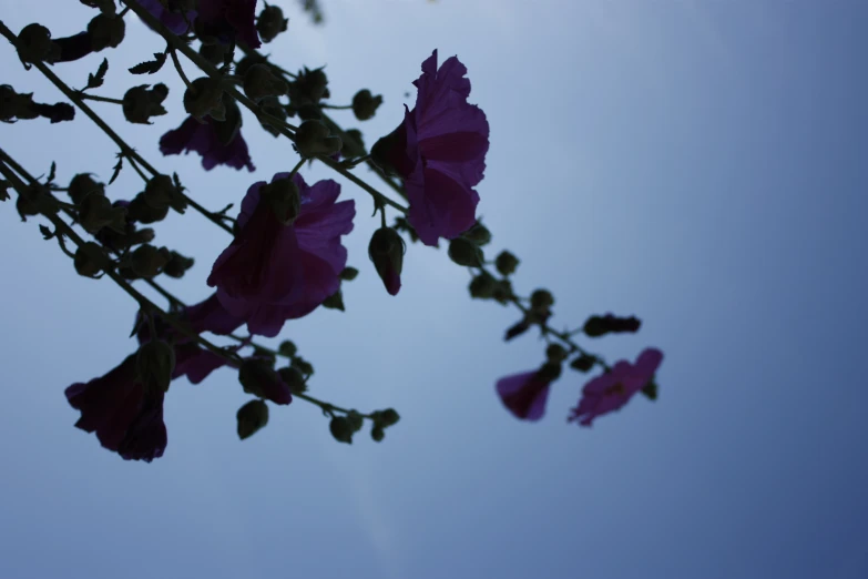 a nch filled with pink flowers under a blue sky