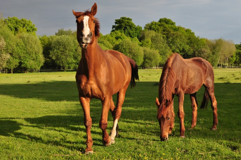 two horses are walking in the grass on a field