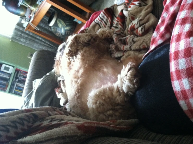 dog lying on the back of someone's leg under the blankets