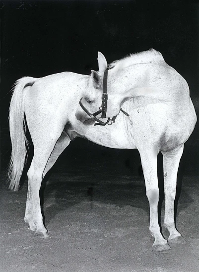 a white horse eating hay in the dark