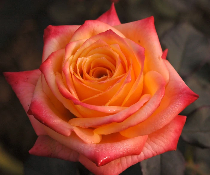 closeup of an orange and pink rose in bloom