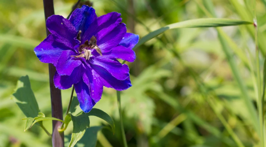 a flower is growing close to a grassy field