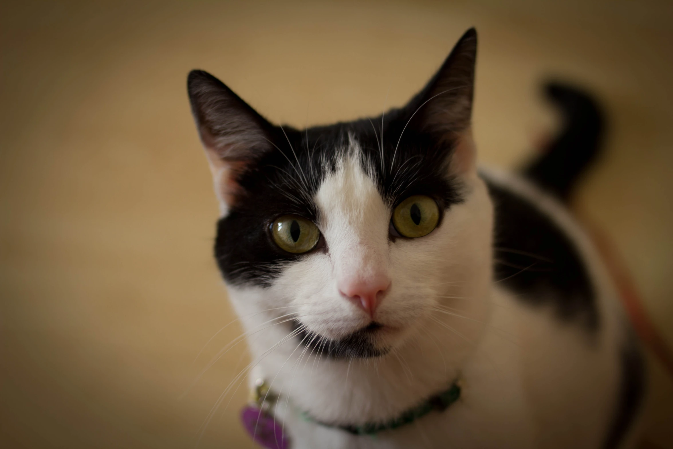 a black and white cat has green eyes