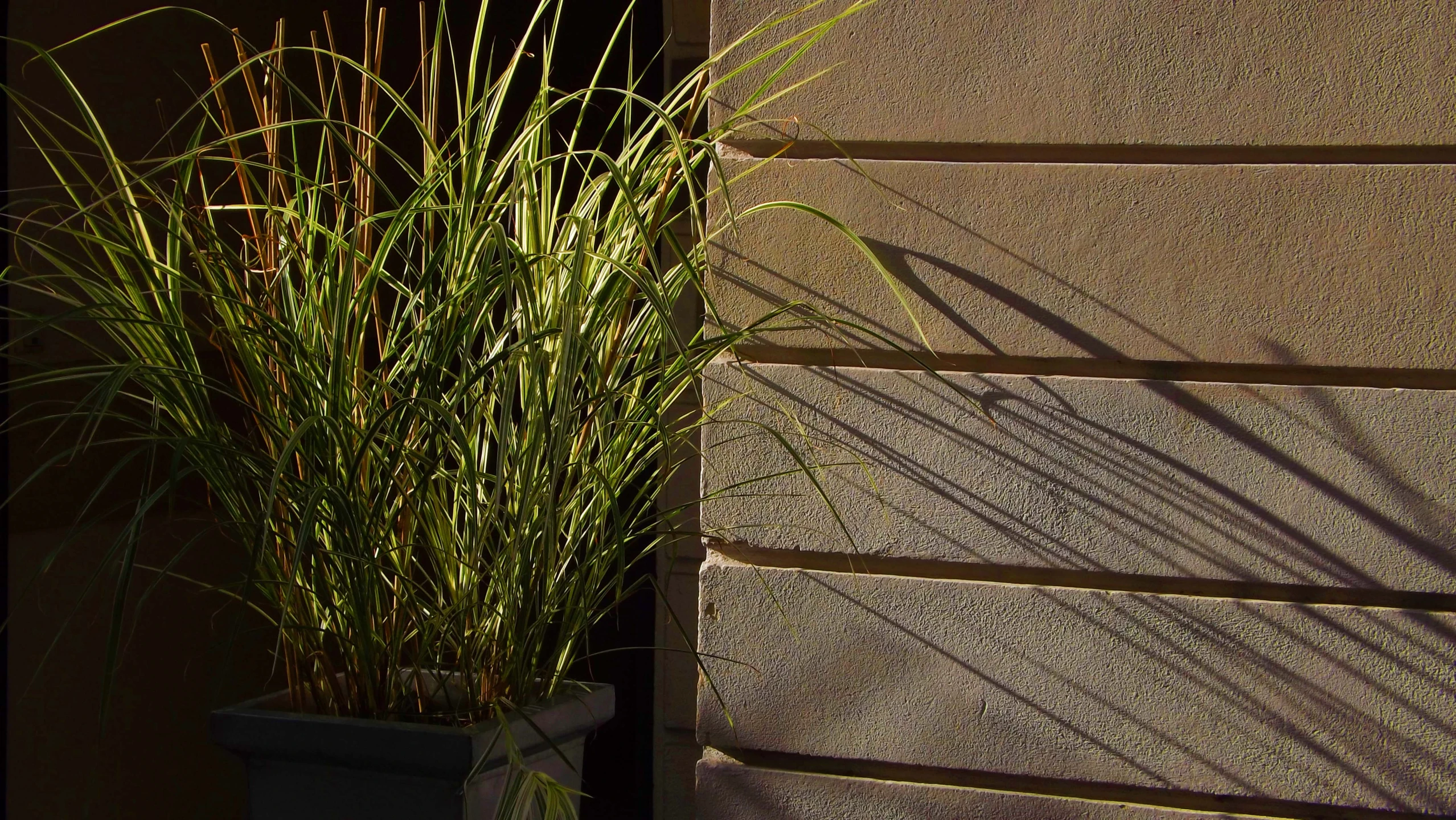 a small potted grass is next to an unpaved wall