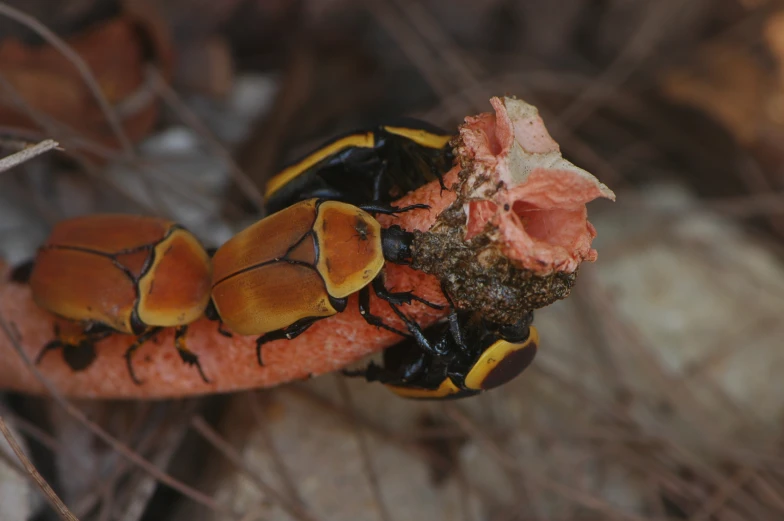 a bug crawling on a twig on the ground