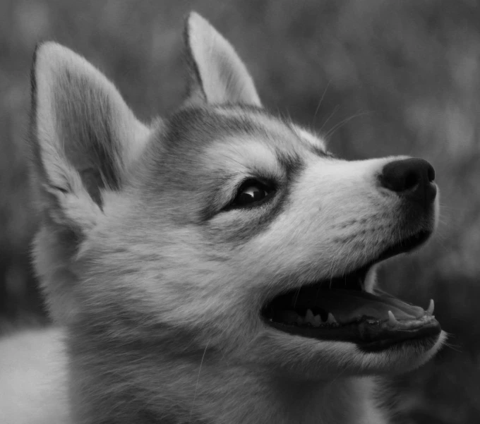 a puppy is sitting and yawning while it's outside