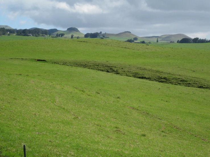 a herd of horses grazing on a lush green field