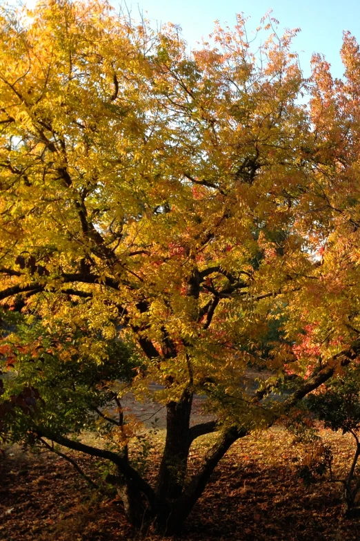 a bright yellow tree with some very pretty leaves on it