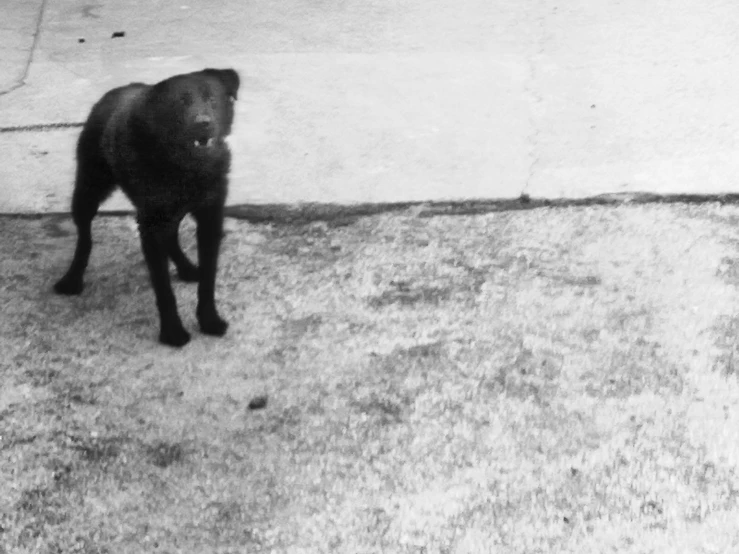 a little black dog walking down the street