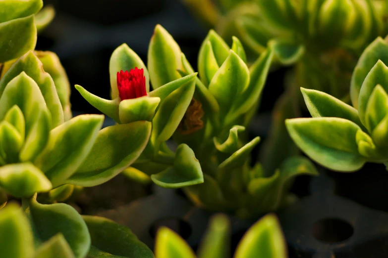 red flower on the back of green plant with leaves