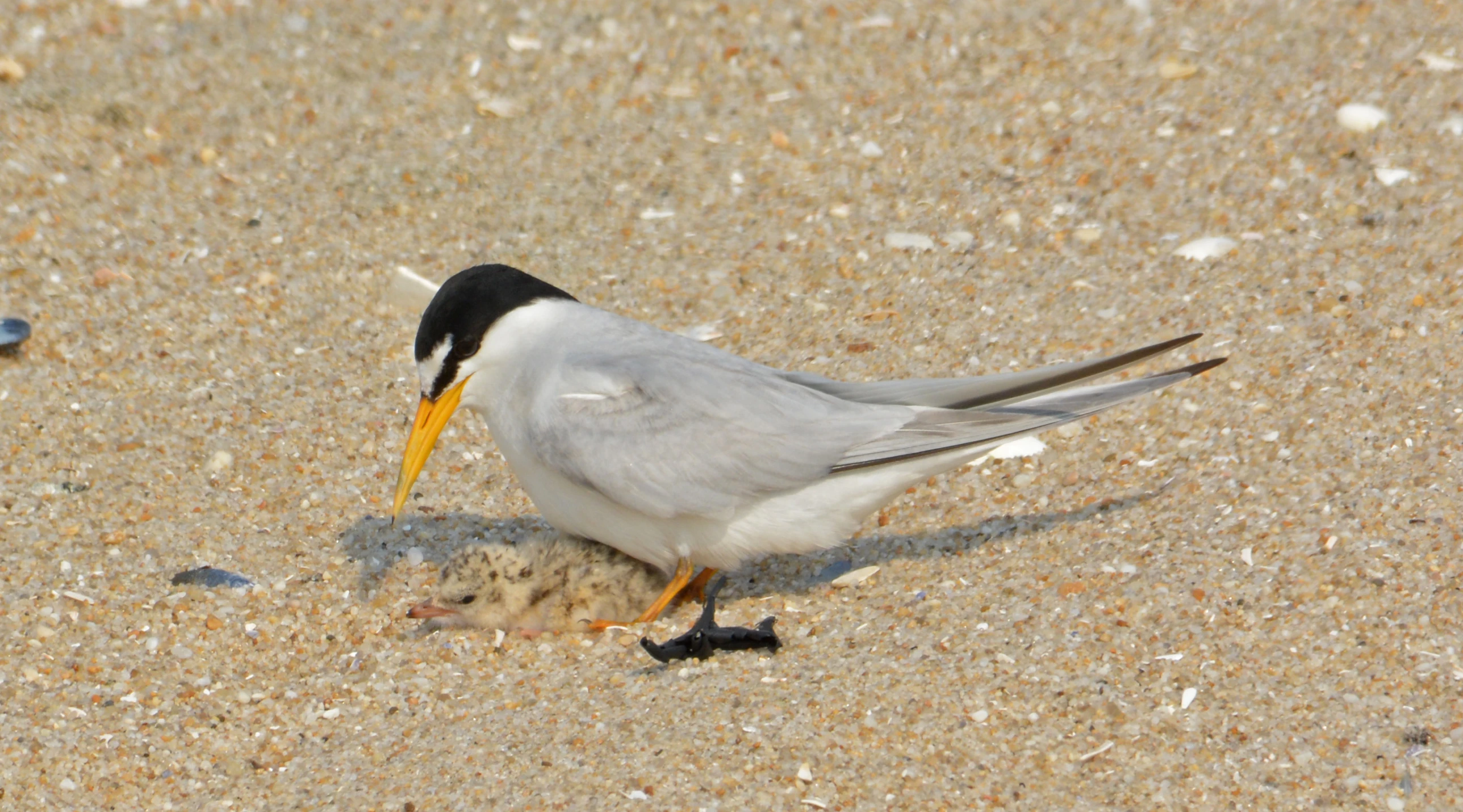 the bird is eating some food on the beach