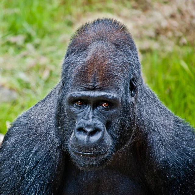 a gorilla looks at the camera while it's standing outside