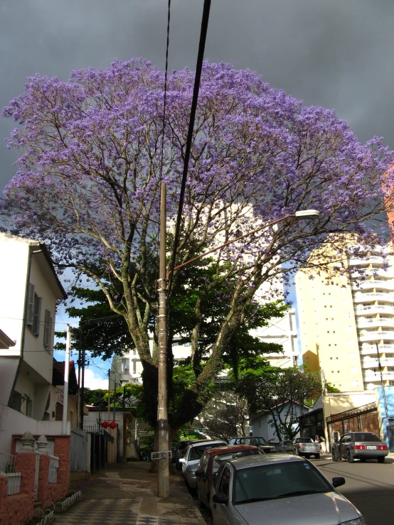 a street with a few parked cars and purple trees