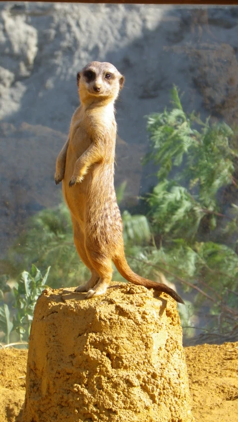 a small animal stands on it's hind legs on a rock