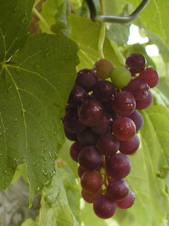 gs growing on a vine in the sun