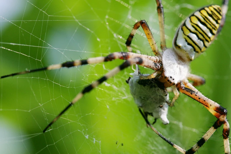 a large spider in a web on top of a leaf