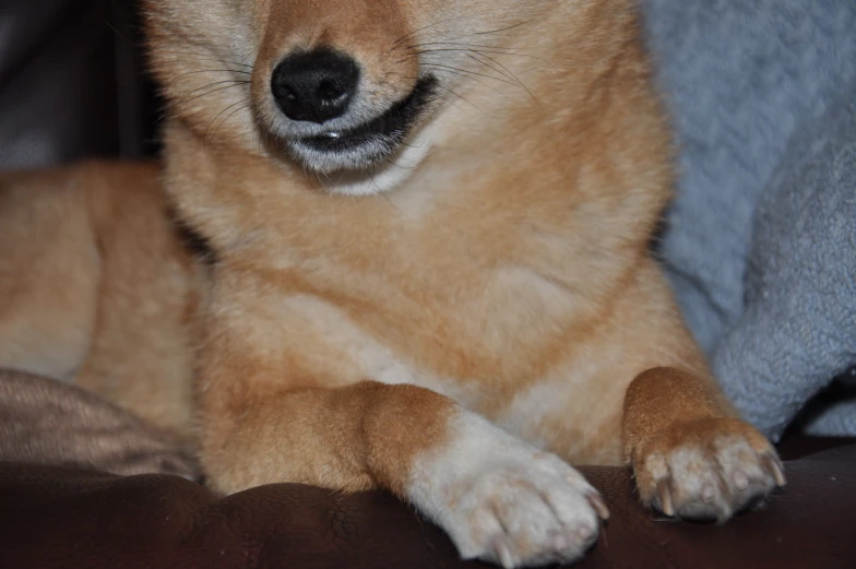 a puppy with a fake mustache sitting on a couch