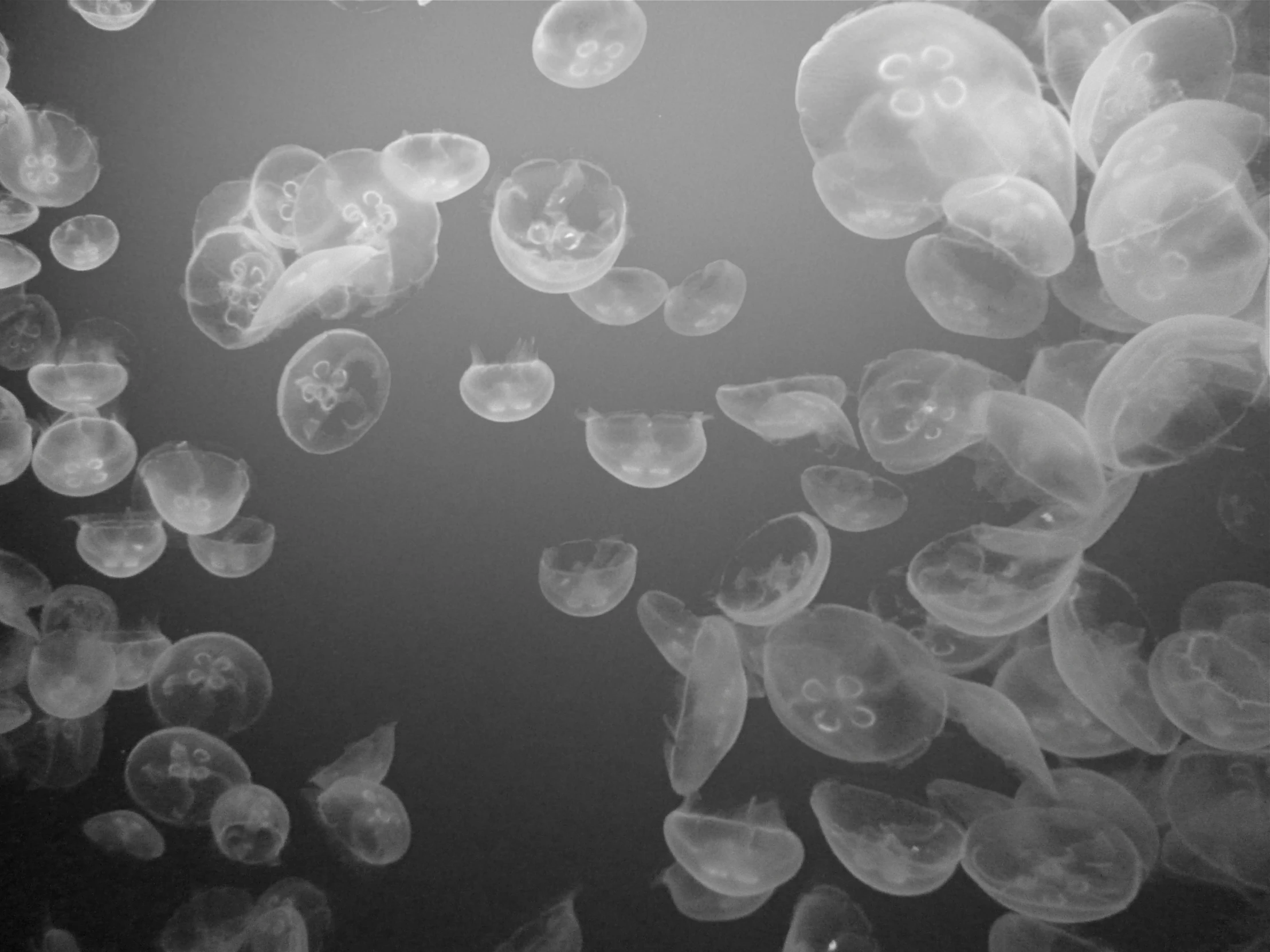 a large amount of jellyfish floating through the air