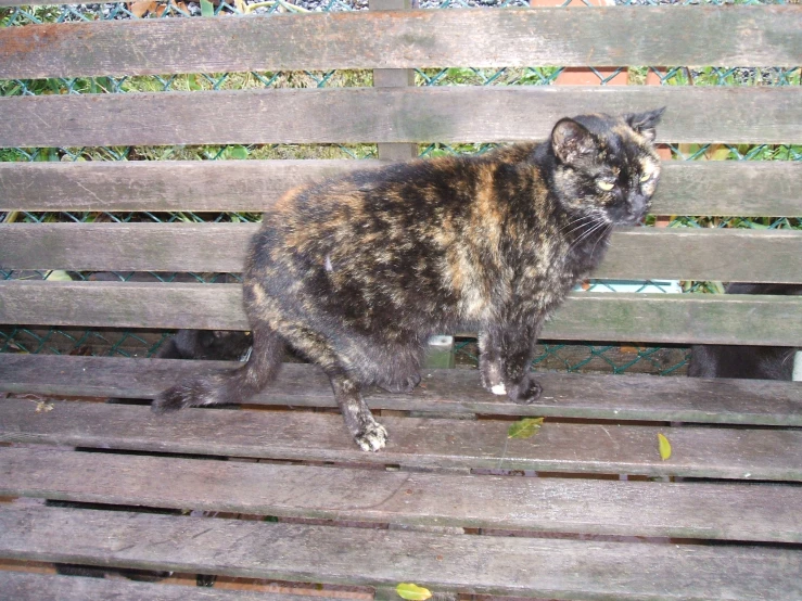 the grey and black cat is sitting on a wooden bench