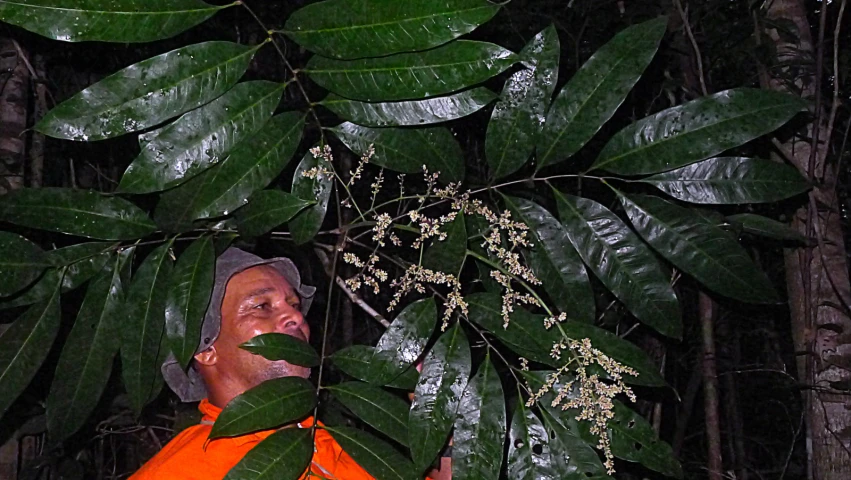 the man is looking up at a plant in the woods