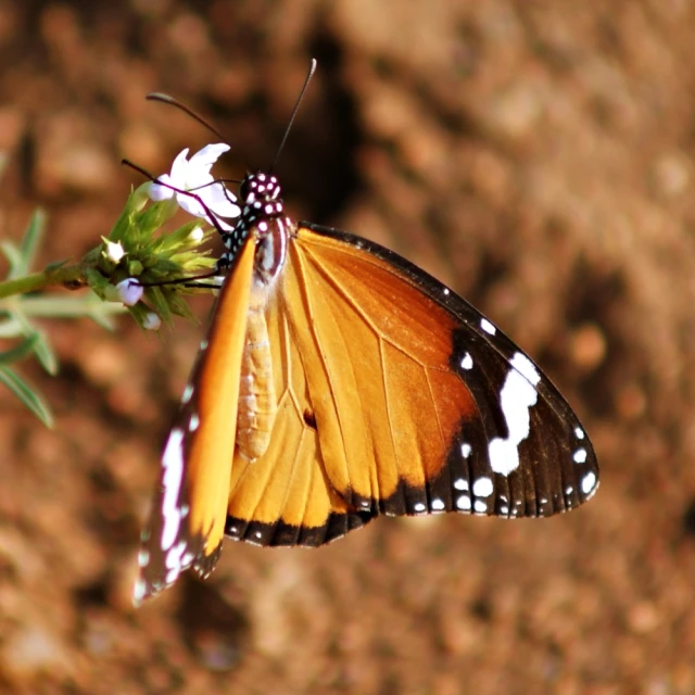 an orange erfly on the side of a leaf