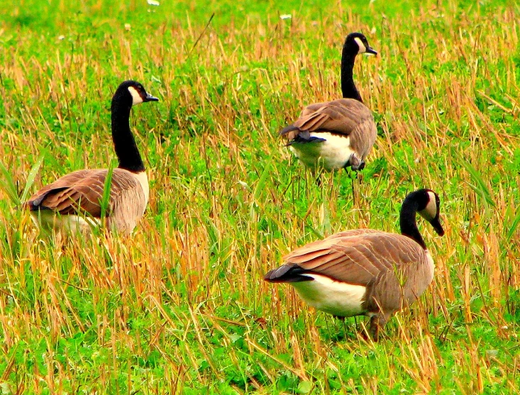 four geese walking in a grassy area in the daytime