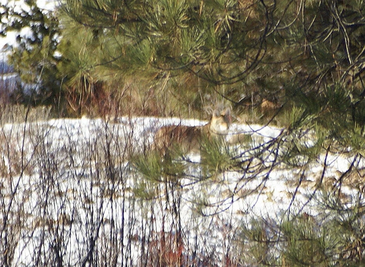 deer in the snow surrounded by trees and nches