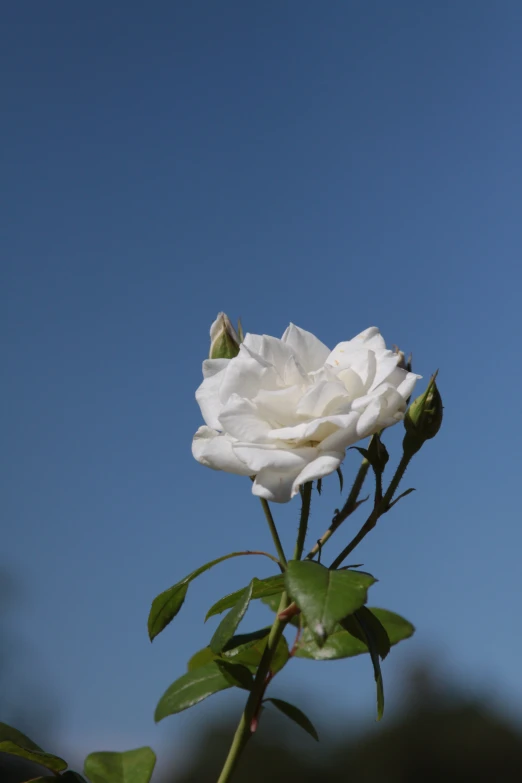 a white flower is in a clear blue sky
