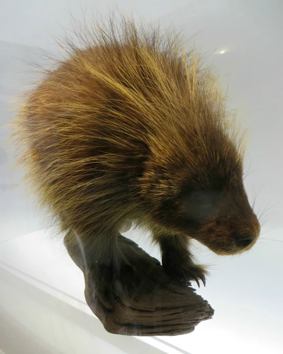 an animal with brown fur is standing on top of a rock