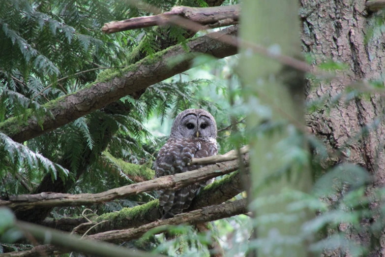an owl sitting on top of a tree nch in the woods