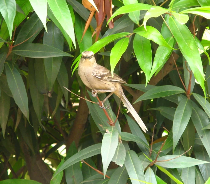 a little bird sitting on the nch of a tree