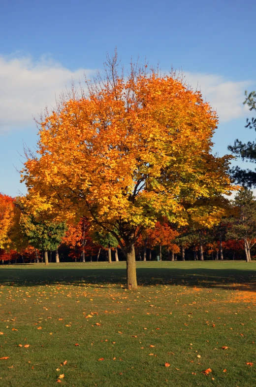 there is a tree that has yellow leaves