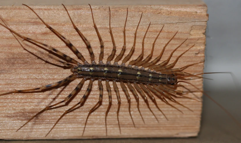 a brown centipee with long, curved ridges on it