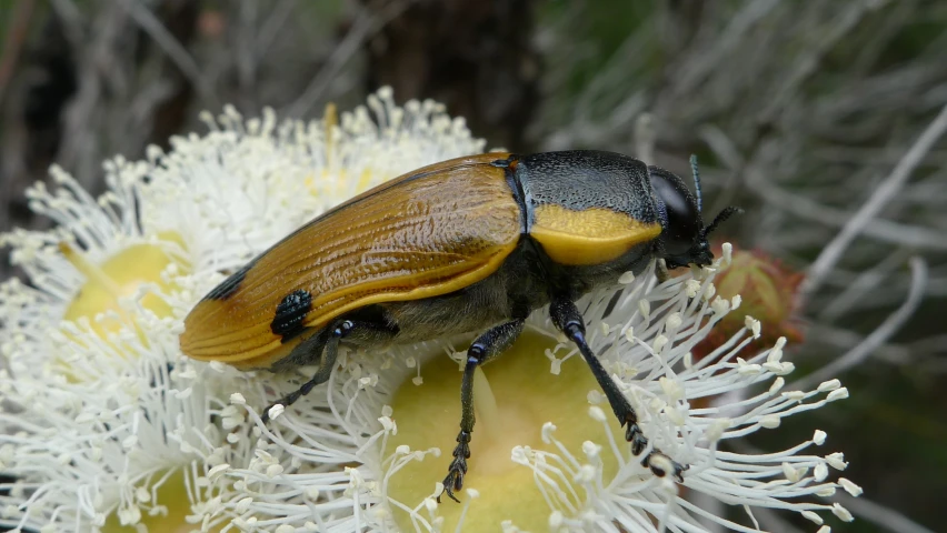 the black and yellow bug has long antennae