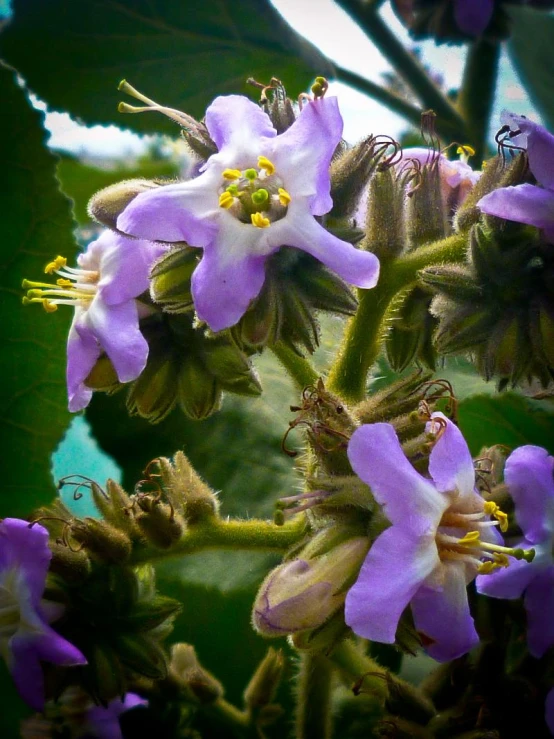 purple flowers that have green leaves on them