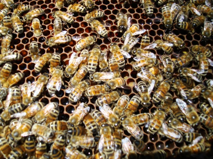 closeup s of bee combs with honeybees inside