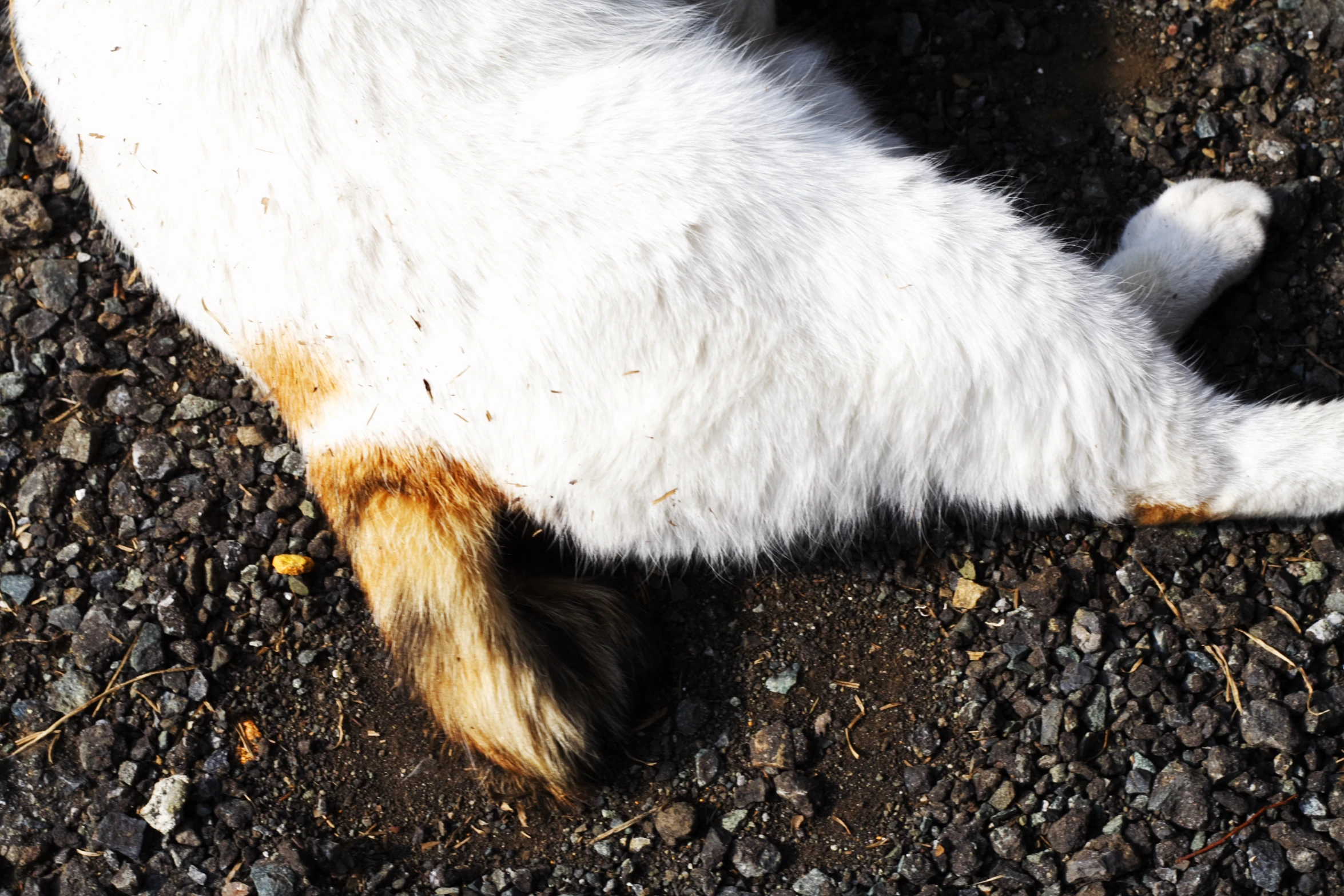 a cat lays on its side on the ground