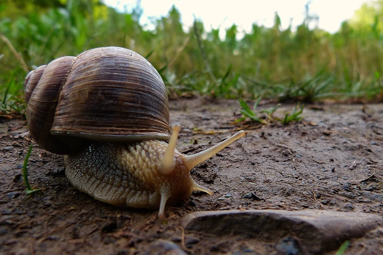 the snail is moving through the dirt