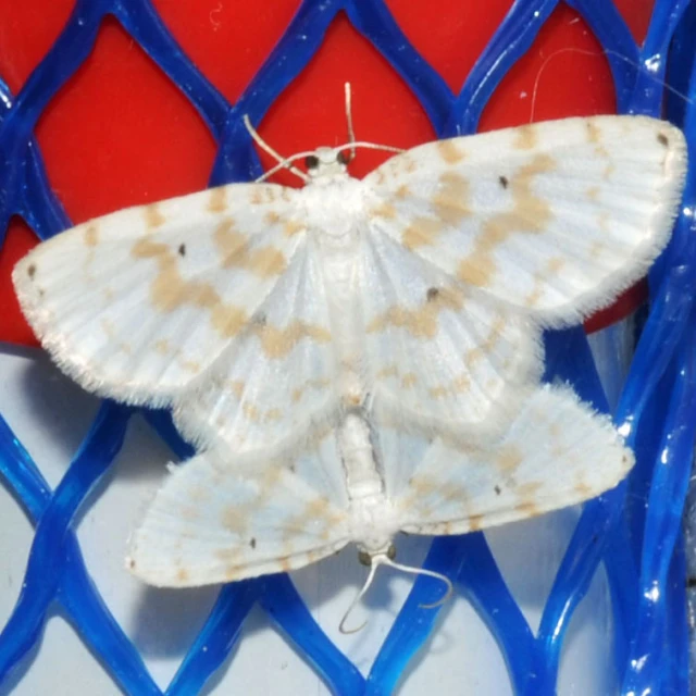 a brown and white moths sitting on top of a fence