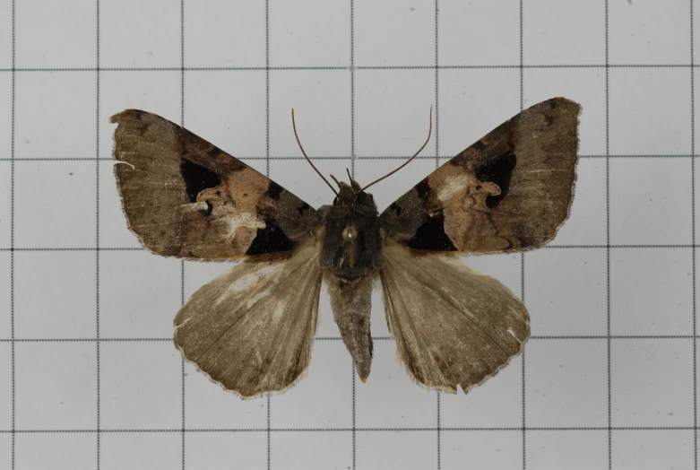 moth resting on tiled floor in residential room